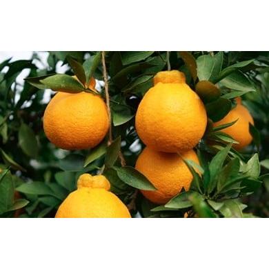 ふるさと納税 みかん・柑橘類 熊本県 宇土市 U16-0019 陳内農園 減農薬の木成り完熟 不知火3kg