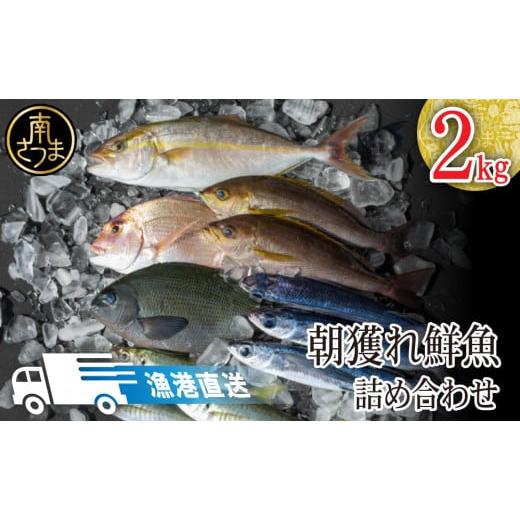 ふるさと納税 鹿児島県 南さつま市 【漁港直送】朝獲れ鮮魚 詰め合わせ 2ｋｇ｜furusatochoice｜02