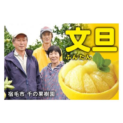 ふるさと納税 みかん・柑橘類 高知県 宿毛市 千の果樹園の土佐文旦4.5kg 贈答用 贈答用 約4.5kg (16,000円)