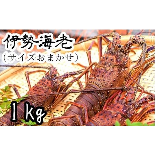 ふるさと納税 高知県 土佐清水市 伊勢海老1kg(サイズおまかせ高知県産)※着日指定不可※エビ 甲殻類 海鮮BBQ アウトドア キャンプ お祝い[R00638]