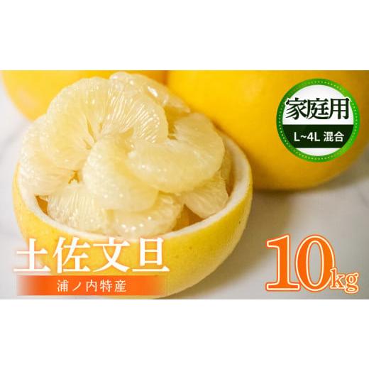ふるさと納税 みかん・柑橘類 高知県 須崎市 早期予約開始 2026年2月頃より順次発送 訳あり 浦ノ内特産 家庭用 土佐文旦 10kg | 果物 フルーツ 文旦 ぶんたん…