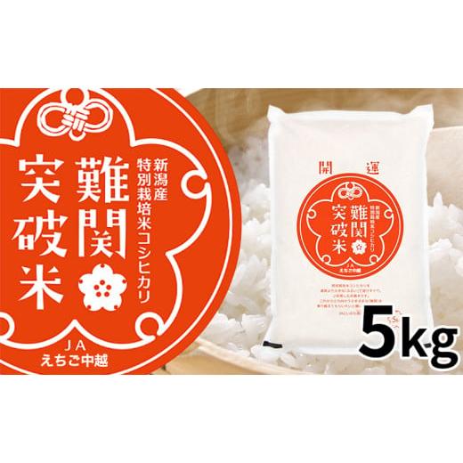 ふるさと納税 米 コシヒカリ 新潟県 田上町   令和7年産 難関突破米 5kg お米 コシヒカリ