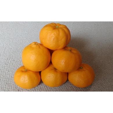 ふるさと納税 みかん・柑橘類 静岡県 伊豆市 (先行予約・限定30セット・1月〜2月発送)ポンカン(8kg) 静岡県 伊豆市 果物 柑橘類 010-004