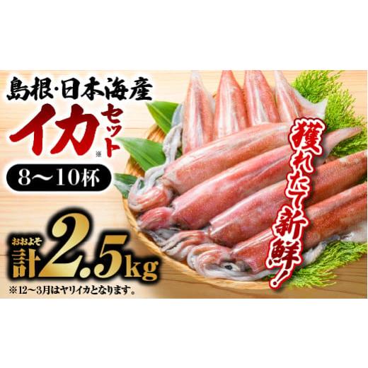 ふるさと納税 島根県 江津市 鮮魚セットC YM-3 イカ 10杯前後 計約3kg 島根 山陰 日本海産