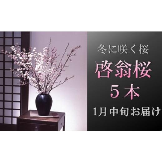 ふるさと納税 雑貨・日用品 花 山形県 三川町 食の都庄内 1月中旬お届け 啓翁桜(5本束) 1月中旬発送 5本束