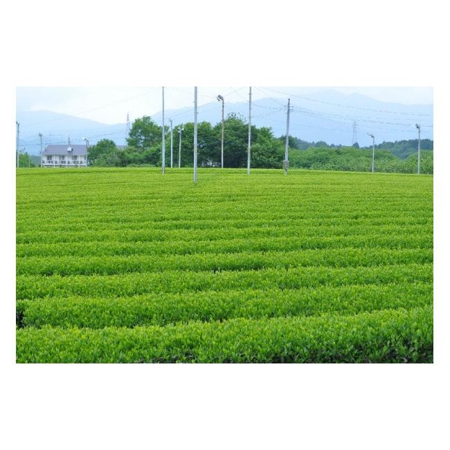 ふるさと納税 岐阜県 中津川市 市川製茶オリジナル銘茶200g×2 20011 ふるさと納税 岐阜県 中津川市 市川製茶オリジナル銘茶200g×2 20011