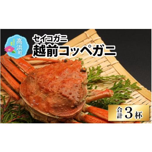 ふるさと納税 カニ 福井県 高浜町 数量限定 越前コッペガニ(セイコガニ)3杯 セット | せいこがに セイコガニ せいこ蟹 蟹 かに カニ 越前ガニ 越前がに