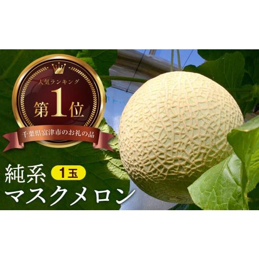 ふるさと納税 メロン メロン青肉 千葉県 富津市 通年栽培 純系マスクメロン1玉(化粧箱入) 11〜12月発送分 11〜12月発送分