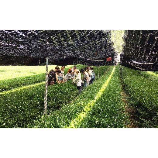 ふるさと納税 体験チケット 京都府 宇治田原町 茶園観光・緑茶満喫ツアー n0197改