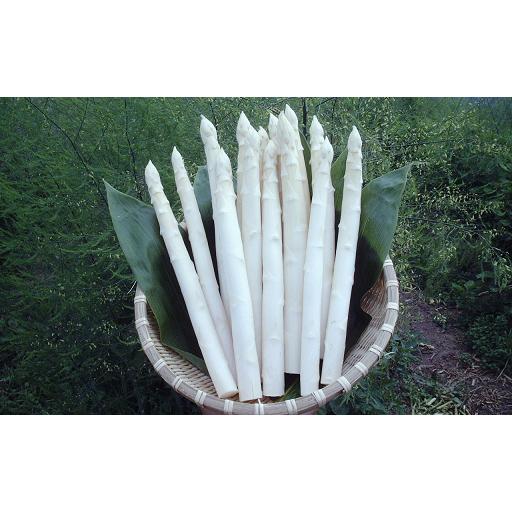 ふるさと納税 野菜類 アスパラガス 北海道 赤井川村 [C1]滝本農場『カルデラの貴婦人(2L)』有機JAS認定アスパラ:5月下旬〜 [C(1)]滝本農場『カルデ…