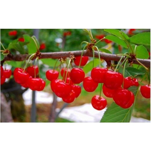 ふるさと納税 果物類 さくらんぼ 山形県 天童市 08-02-015　さくらんぼ(佐藤錦)700g