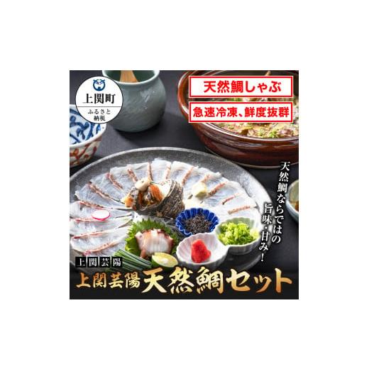 ふるさと納税 山口県 上関町 E-2 「上関芸陽」天然鯛セット[上関芸陽]