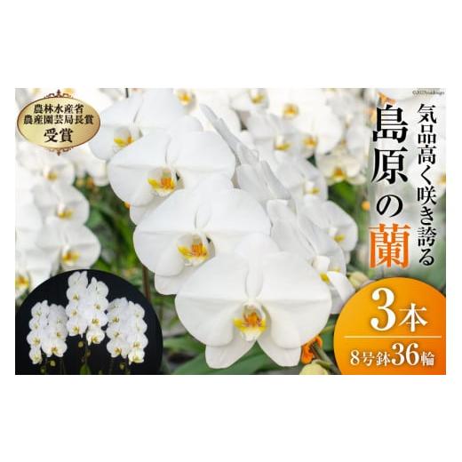 ふるさと納税 雑貨・日用品 花 長崎県 島原市 BB061気品高く咲き誇り続ける 島原の”蘭”3本立8号鉢36輪の画像