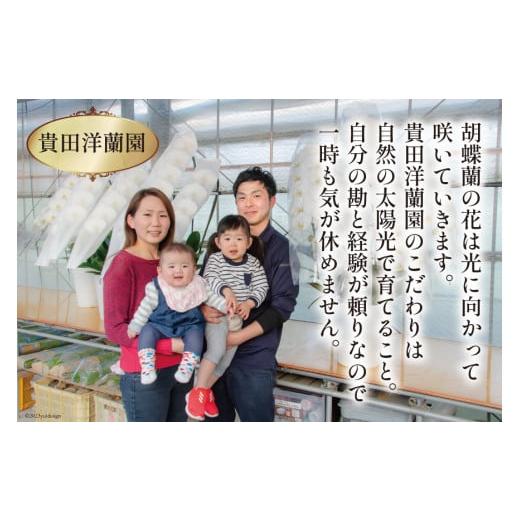 ふるさと納税 雑貨・日用品 花 長崎県 島原市 BB061気品高く咲き誇り続ける 島原の”蘭”3本立8号鉢36輪の画像