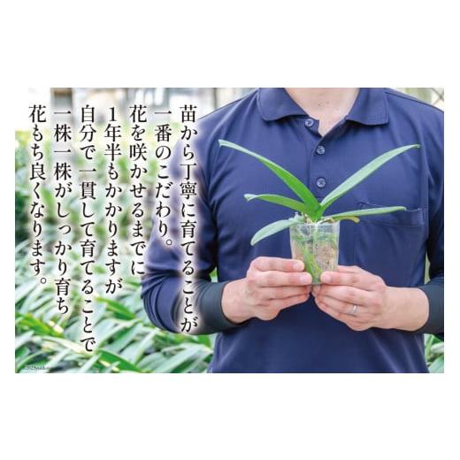 ふるさと納税 雑貨・日用品 花 長崎県 島原市 BB061気品高く咲き誇り続ける 島原の”蘭”3本立8号鉢36輪の画像