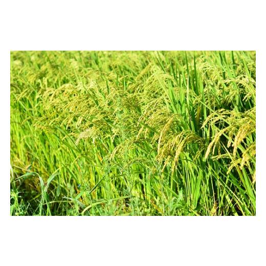 ふるさと納税 愛知県 碧南市 【お米マイスター】ほっ 懐かし米　定期便（5kg×12回）　H056-099