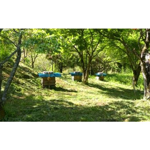 ふるさと納税 加工品等 はちみつ 大分県 豊後大野市 025-764x2 TV番組で紹介されました 日本ミツバチ の 純粋 生蜂蜜 440g ハチミツ はちみつ 国産 生はちみつの画像