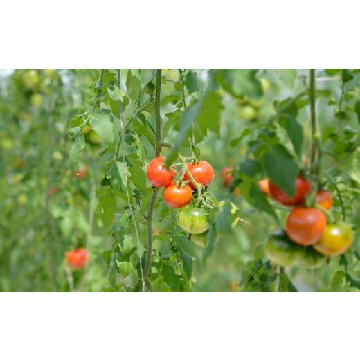 ふるさと納税 トマト ミニトマト 三重県 紀北町 令和7月12月以降順次