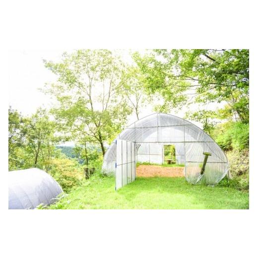 ふるさと納税 熊本県 南小国町 【キャンプ場】吉原ごんべえ村〜手ぶらでドームキャンプ（薪ストーブ付き）〜ファミリー宿泊券