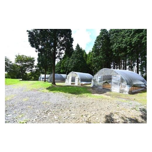 ふるさと納税 熊本県 南小国町 【キャンプ場】吉原ごんべえ村〜手ぶらでドームキャンプ（薪ストーブ付き）〜ファミリー宿泊券