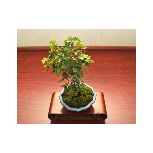 ふるさと納税 花・苗木 盆栽 埼玉県 さいたま市 かえで盆栽（小型サイズ）樹齢5年程度　 11100-0041_1