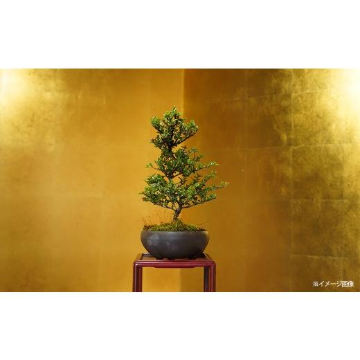 ふるさと納税 花・苗木 盆栽 埼玉県 さいたま市 ベニシタン盆栽（小型サイズ）　 11100-0044_1