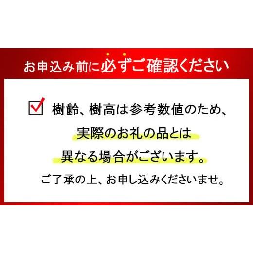 ふるさと納税 花・苗木 盆栽 埼玉県 さいたま市 ベニシタン盆栽（小型サイズ）　 11100-0044_4