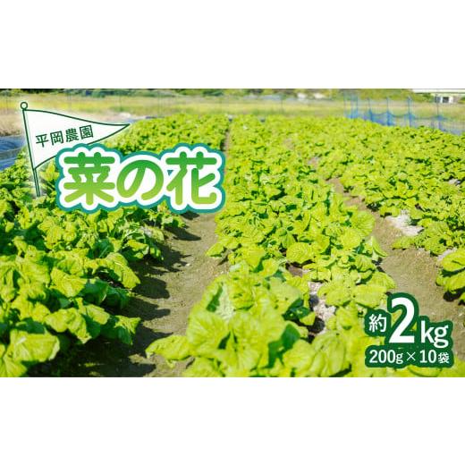 ふるさと納税 野菜類 徳島県 海陽町 平岡農園の海陽町産菜の花 約2kgセット(約200g×10袋) 菜の花 約2kg なのはな