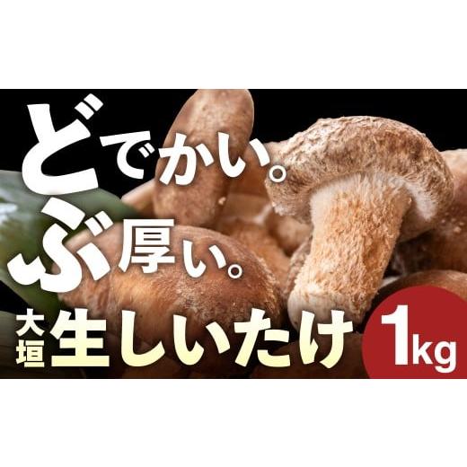ふるさと納税 野菜類 きのこ 岐阜県 大垣市 ＼分厚い どでかい。/肉厚しいたけ 1kg 大垣椎茸 肉厚 ジューシー 1000g 栽培期間中 農薬不使用 新鮮 産地直送 産…