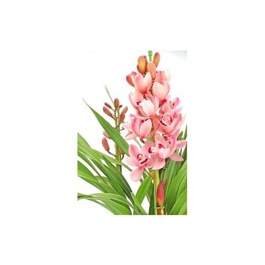 ふるさと納税 雑貨・日用品 花 高知県 越知町 洋らんシンビジューム「はなつむぎ」(2本立)