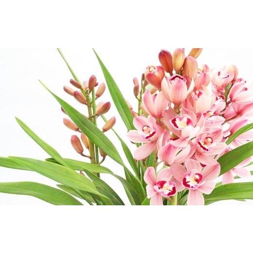 ふるさと納税 雑貨・日用品 花 高知県 越知町 洋らんシンビジューム「はなつむぎ」(3本立)