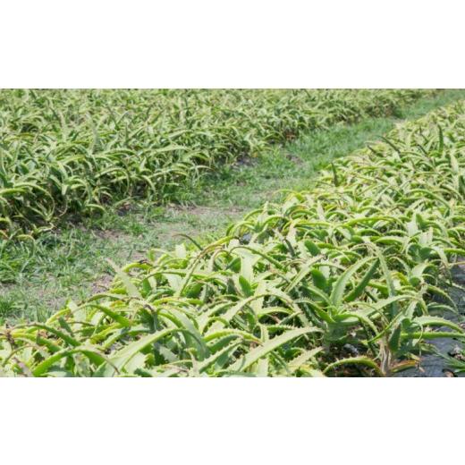 ふるさと納税 鹿児島県 南さつま市 【健康習慣】完熟アロエとハーブ11　アロエ減秘茶　2箱セット 