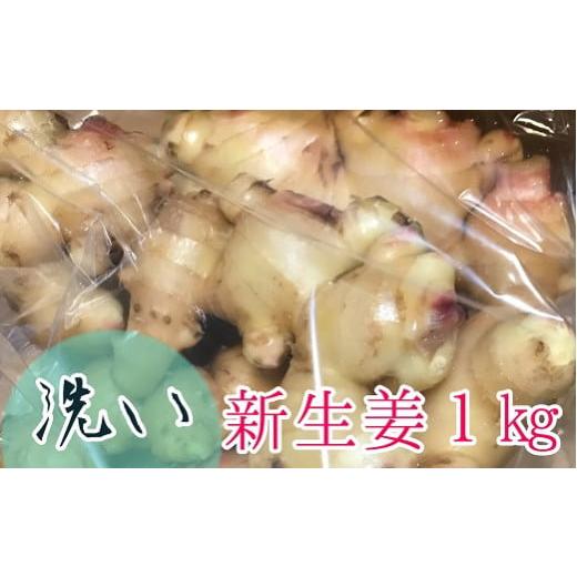 ふるさと納税 野菜類 薬味 高知県 土佐清水市 自然農 新生姜1kg(洗いショウガ)皮まで食べられる 甘酢漬け ガリ 農薬肥料不使用 レシピ付き