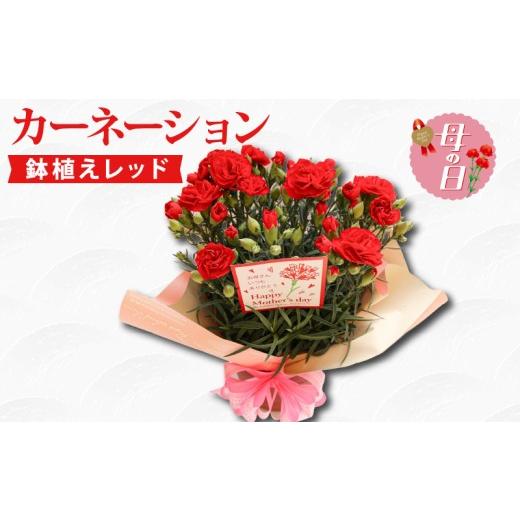 ふるさと納税 雑貨・日用品 インテリア 静岡県 藤枝市 先行予約 母の日に カーネーション 鉢植え レッド 赤系 ボリューム 花 ガーデニング ギフト 贈り物 お…