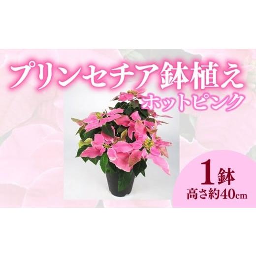 ふるさと納税 雑貨・日用品 花 静岡県 藤枝市 先行予約 花 プリンセチア 鉢植え ピンク 系 5号 冬 季節 ポインセチア ガーデン ガーデニング 庭 贈答 プレゼ…