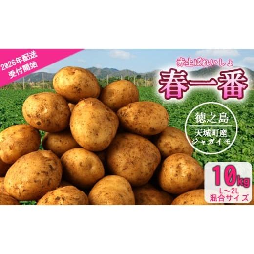 ふるさと納税 野菜類 じゃがいも 鹿児島県 天城町 受付再開 徳之島 天城町産 赤土ばれいしょ 新じゃが 春一番 10kg L〜2L 混合サイズ ジャガイモ じゃがいも …