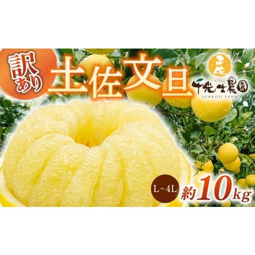 ふるさと納税 みかん・柑橘類 高知県 安芸市 先行予約受付 R8年発送 土佐文旦 L~4L 約10kg 訳あり 柑橘 フルーツ 果物 ブンタン 文旦 とさぶんたん 高知県 特…