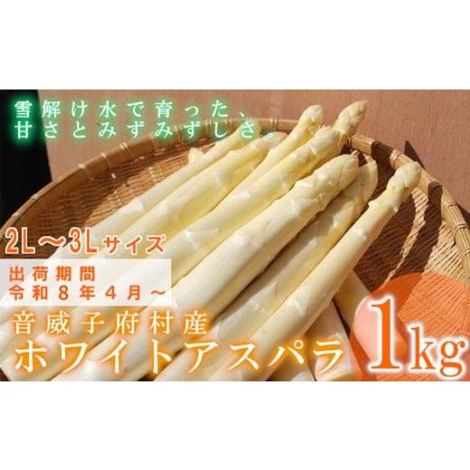 ふるさと納税 野菜類 アスパラガス 北海道 音威子府村 先行予約・2026年4月発送開始 音威子府村産 ホワイトアスパラガス
