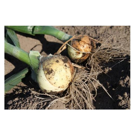 ふるさと納税 野菜類 玉ねぎ 千葉県 白子町  令和８年の先行予約募集・数量限定 生で食べても美味しい 白子産の新玉ねぎ10kg たまねぎ 玉ねぎ 白子玉ねぎ スラ…の画像