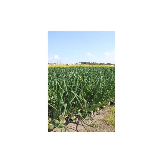 ふるさと納税 野菜類 玉ねぎ 千葉県 白子町  令和８年の先行予約募集・数量限定 生で食べても美味しい 白子産の新玉ねぎ10kg たまねぎ 玉ねぎ 白子玉ねぎ スラ…の画像