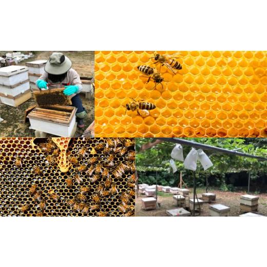 ふるさと納税 加工品等 はちみつ 沖縄県 うるま市 うるま市で採れた「サシ草はちみつ」230g×2本セット_4