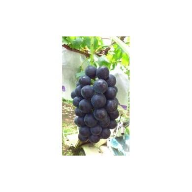 ふるさと納税 果物類 ぶどう 兵庫県 三木市 2026年産 兵庫県認証食品 ぶどうの王様「藤稔」3kg