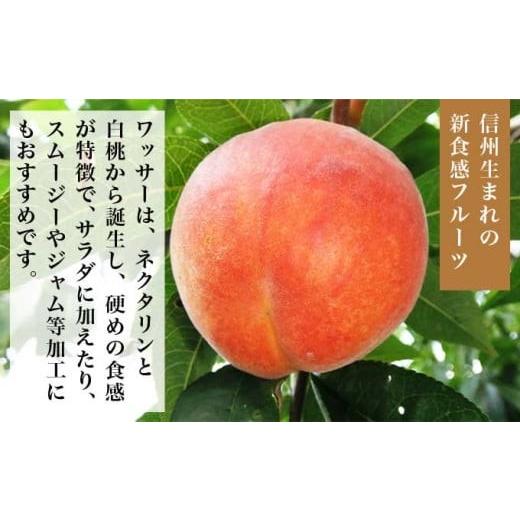 ふるさと納税 もも 長野県 小布施町 ワッサー 約3kg 6〜14玉 ［小布施屋］ フルーツ 果物 長野県産 信州産 クール便 冷蔵便 数量限定 産地直送 令和8年産 2026…の画像