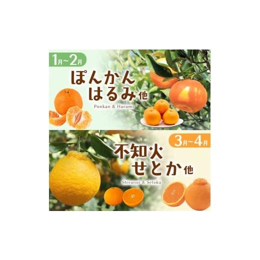 ふるさと納税 果物の詰合せ 三重県 熊野市  定期便 自然塾 季節の柑橘詰合せ 3回定期便 みかん ミカン 温州みかん フルーツ 果物 くだもの 柑橘 不知火 せとか…_3