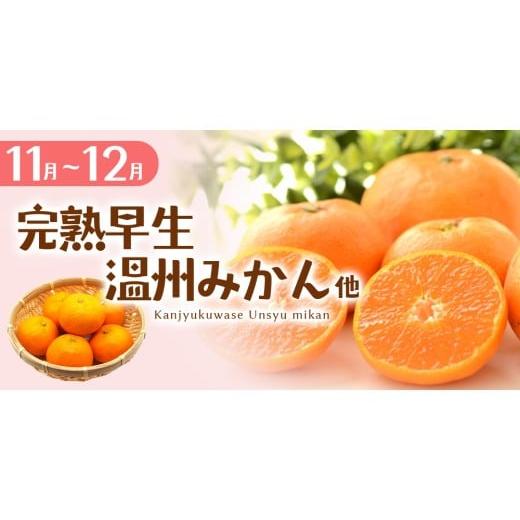ふるさと納税 果物の詰合せ 三重県 熊野市  定期便 自然塾 季節の柑橘詰合せ 3回定期便 みかん ミカン 温州みかん フルーツ 果物 くだもの 柑橘 不知火 せとか…_5