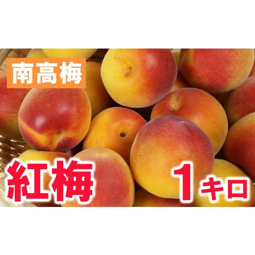 ふるさと納税 果物類 大分県 杵築市 ひらそ農園の紅梅 1kg 梅 南高梅 紅梅 梅干し 梅酒 梅酒用 梅干 梅シロップ 梅ジャム 1キロ 数量限定 先行予約 6月 004-01…