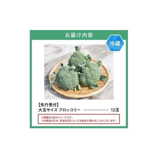 ふるさと納税 野菜類 北海道 当別町 2026年先行予約 氷詰めブロッコリー縦置き12玉 | ブロッコリー 氷詰めブロッコリー 北海道ブロッコリー 大玉ブロッコリー_2