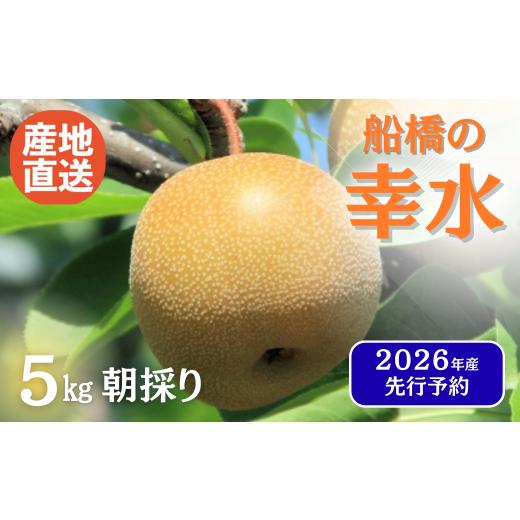 ふるさと納税 梨 千葉県 船橋市 2026年産 寄付額 改定 先行予約 梨 なし 船橋のなし 「幸水」(い志い農園) 千葉県 2026年発送 お届け日指定不可 い志い農園…
