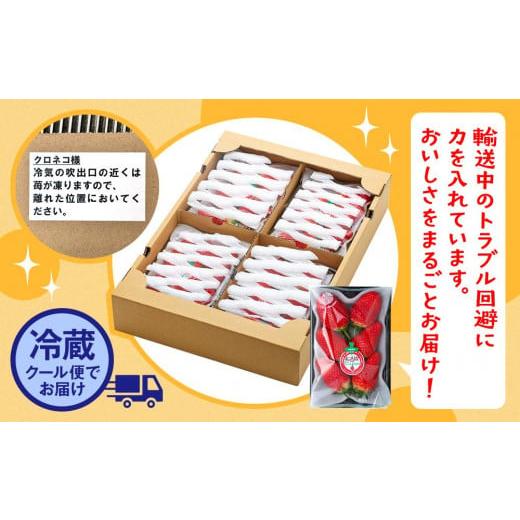 ふるさと納税 鳥取県 琴浦町 【先行予約】章姫(あきひめ)いちご 4P(250g×4) 「末利華(まつりか)」｜furusatochoice｜06