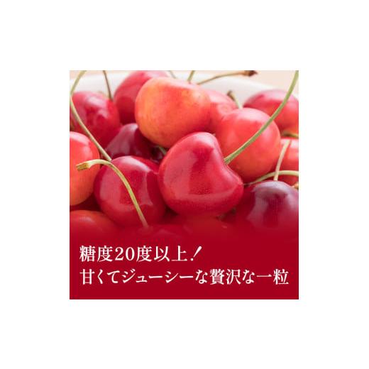 ふるさと納税 北海道 仁木町 先行受付 2024年7月から順次出荷 北海道 仁木町産「匠」ジャンボサイズ さくらんぼ 【 紅秀峰 】300g×2 嶋田茂農園｜furusatochoice｜03